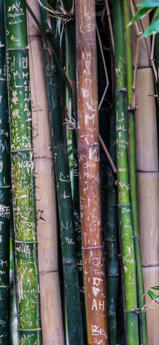 bamboo, plant, inscriptions