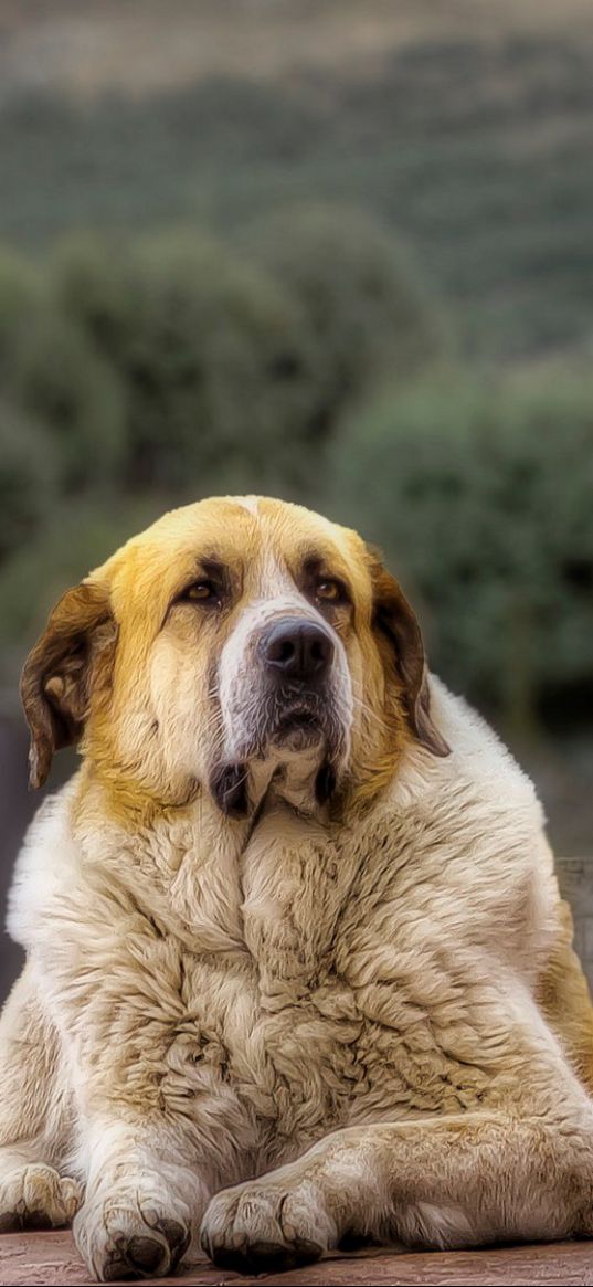 dog, shepherd, lies, hdr