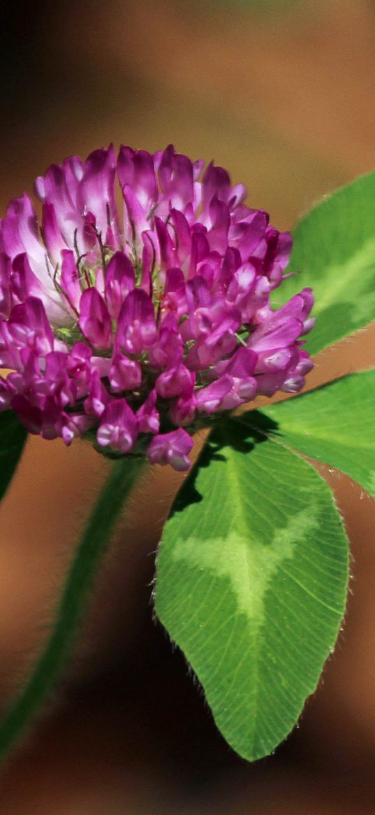 clover, flower, plant, petals