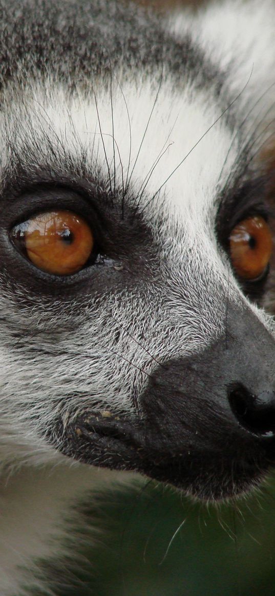 lemur, face, eyes, spotted