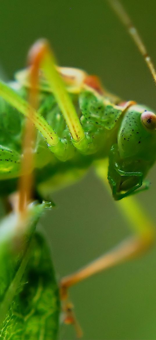 grasshopper, insect, macro, mustache