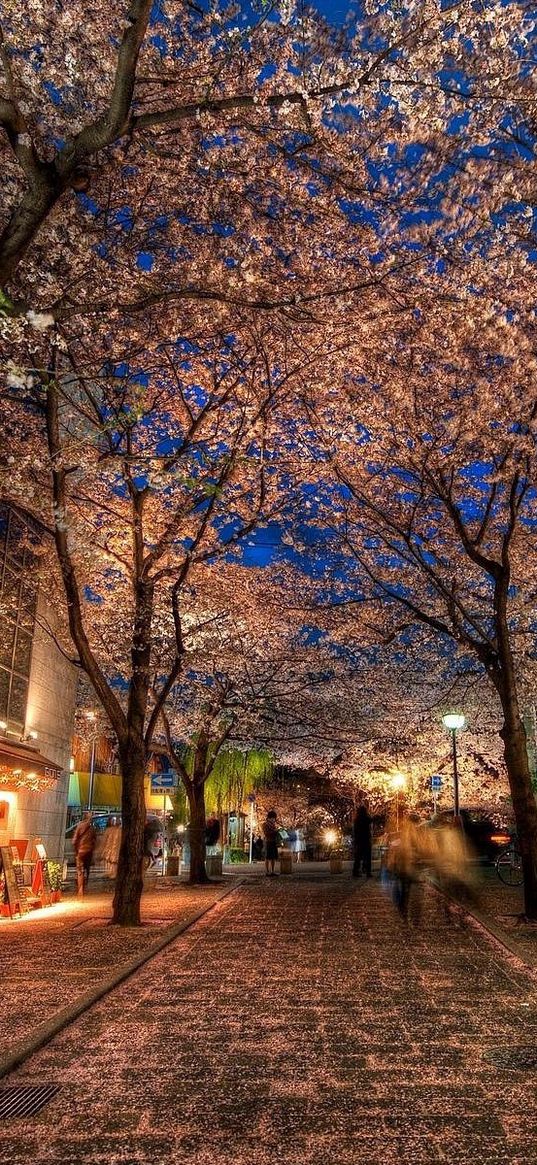 city, alley, trees, night, park, hdr