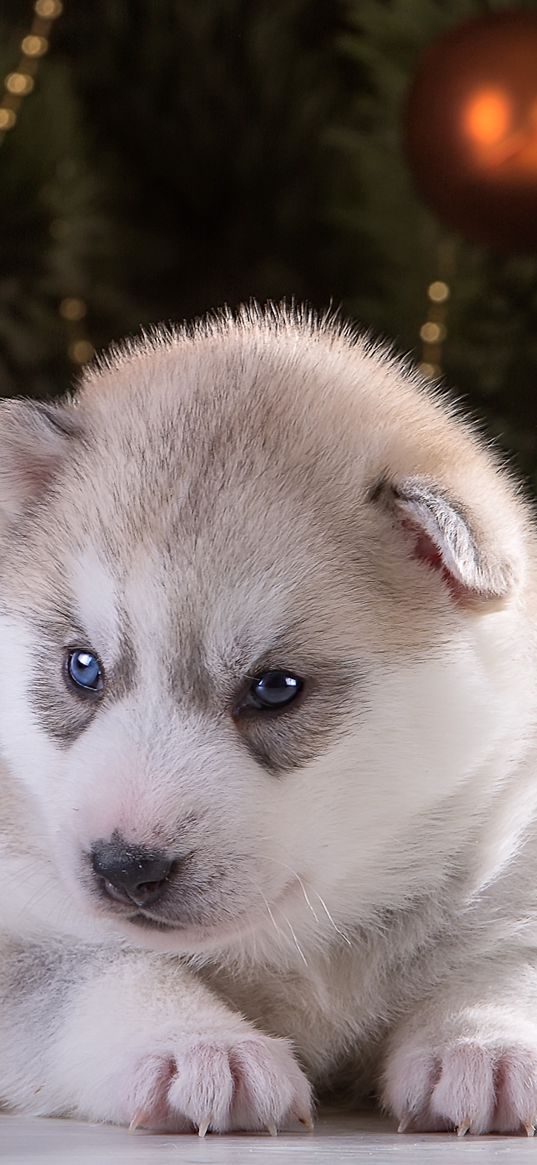 husky, puppy, christmas balls, spruce