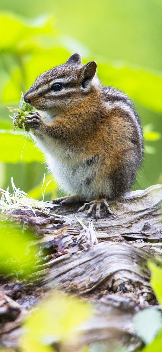 chipmunk, food, leaves, meal, grass