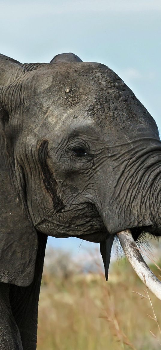 elephant, tusks, trunk, africa, savanna