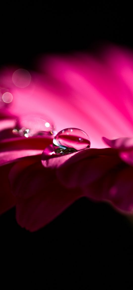 gerbera, flower, petals, bud, drop