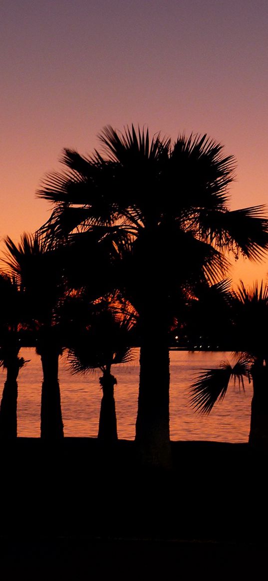 san diego, california, palm, night