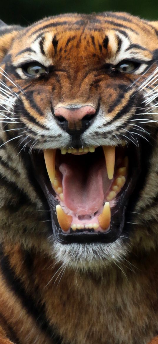 tiger, wild cat, predator, teeth