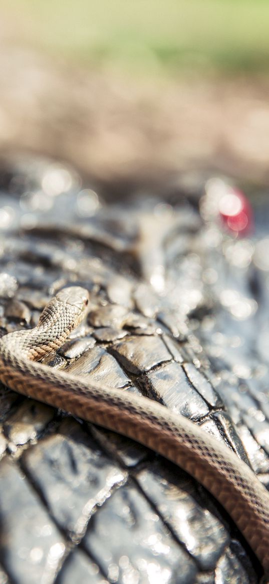 snake, crocodile, reptiles, macro