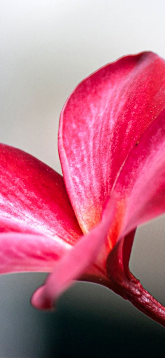 plumeria, petals, flower