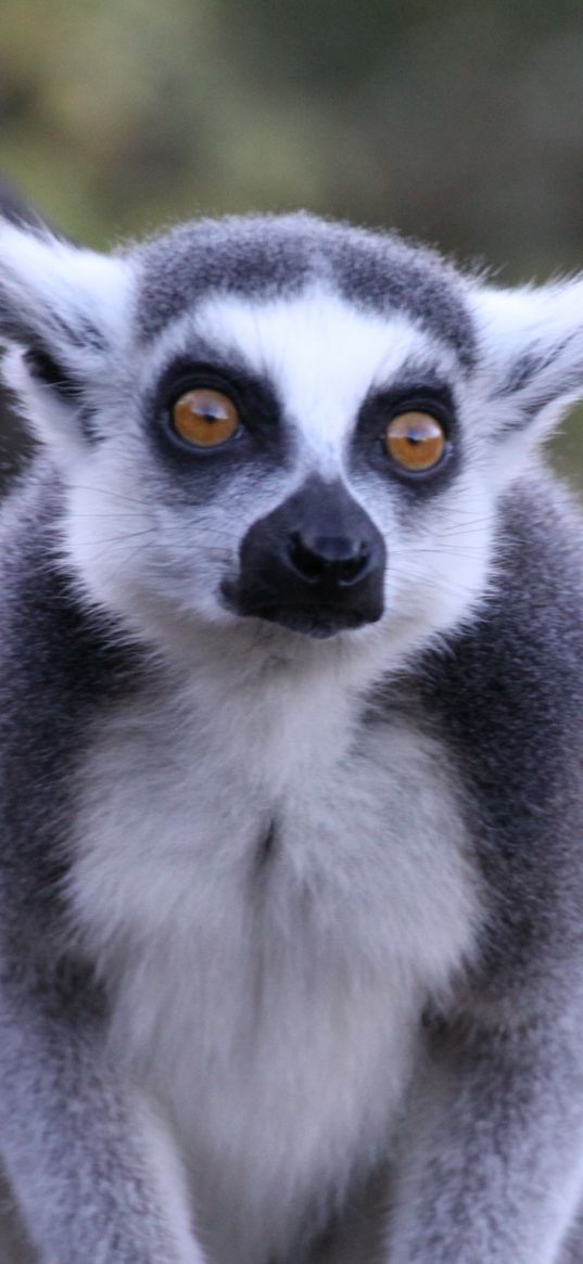 lemur, look, animal