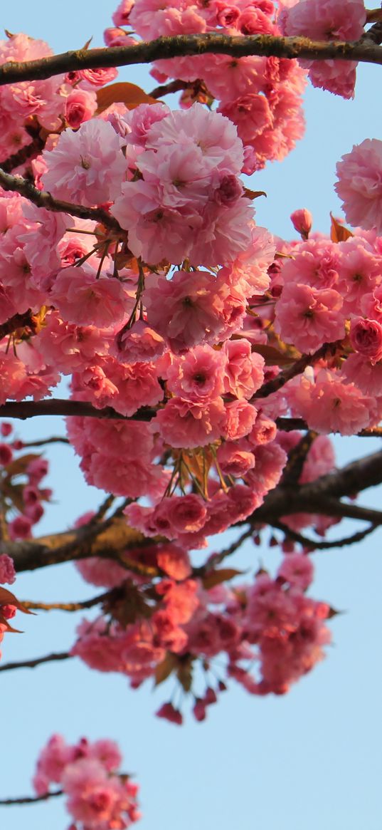 tree, flower, bloom, spring