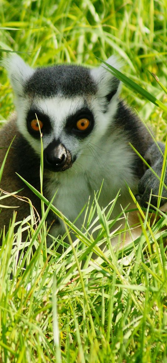 lemur, grass, animal, shadow