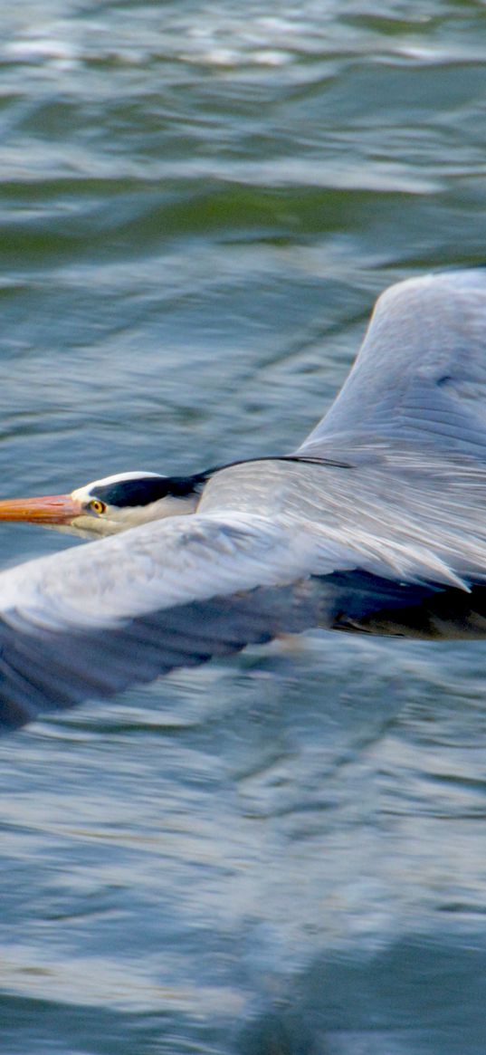 stork, heron, bird, water, flight