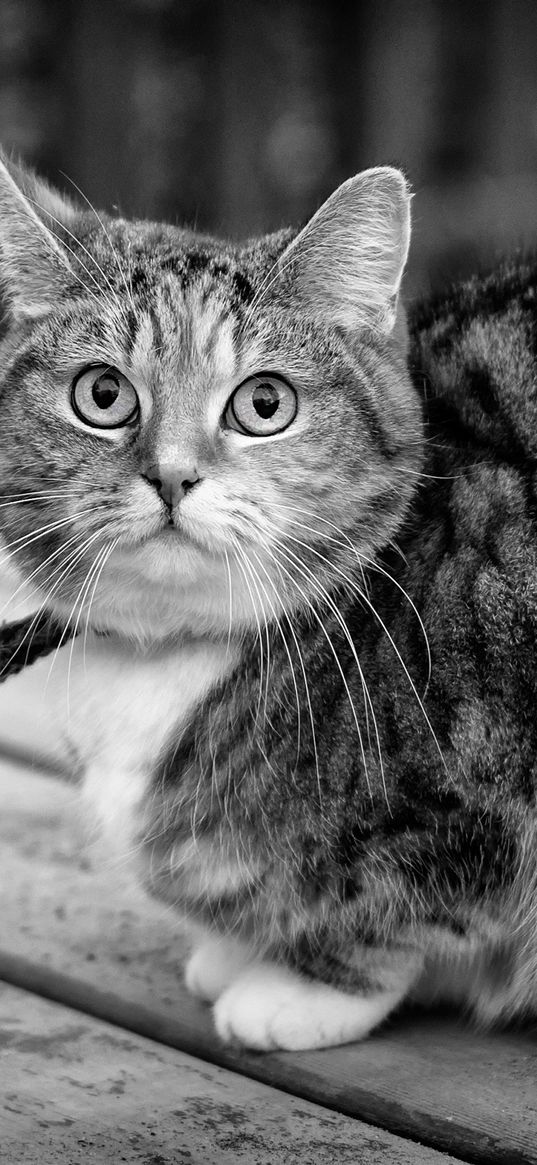 cat, tabby, sitting, bw