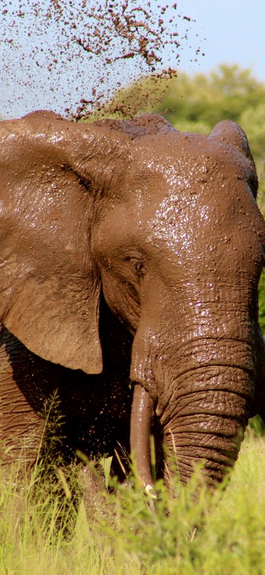 elephant, mud, walk, grass