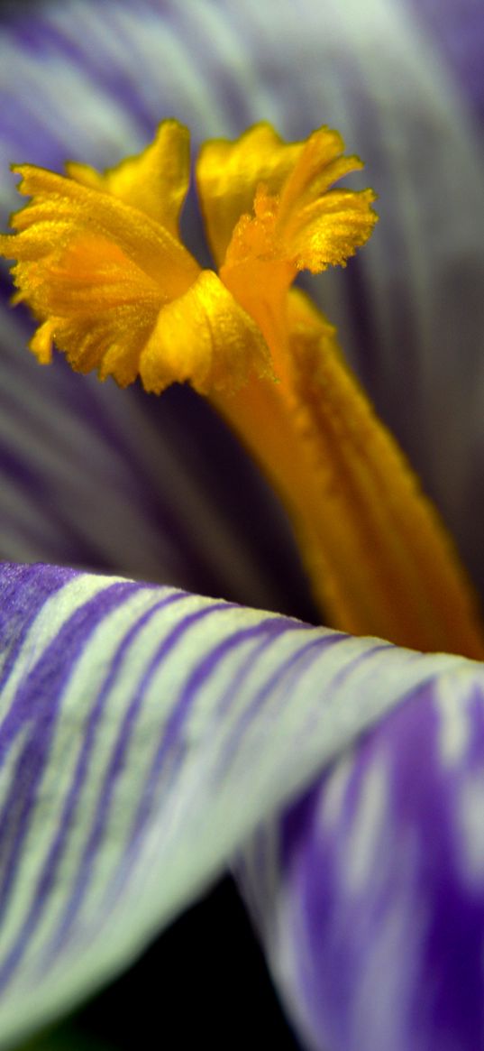 crocus, flower, macro, petals