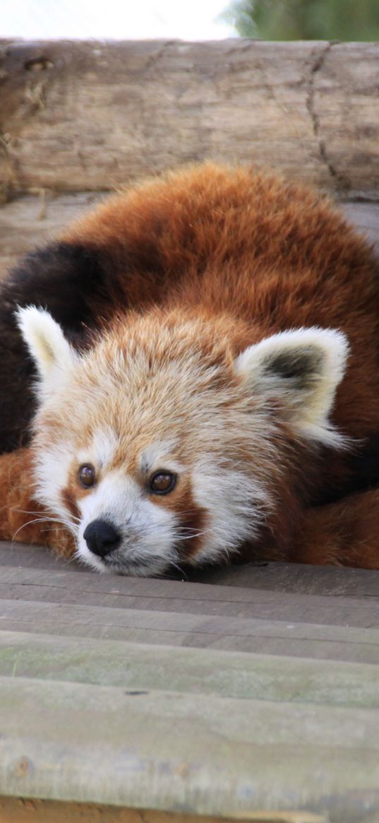 red panda, recline, panda, leisure