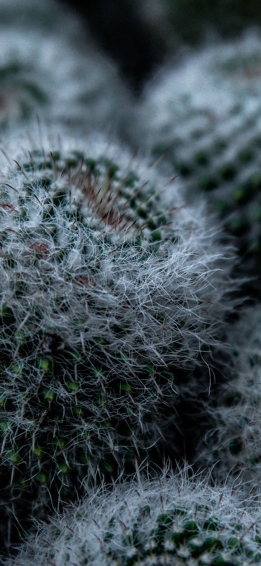 cactus, flower, thorns