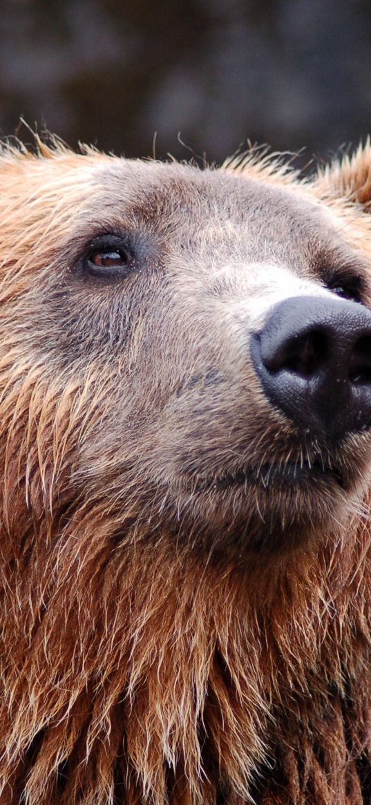 brown bear, fur, snout