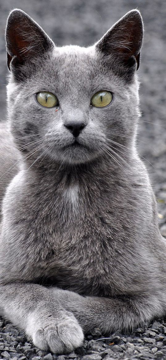 cat, gravel, gray