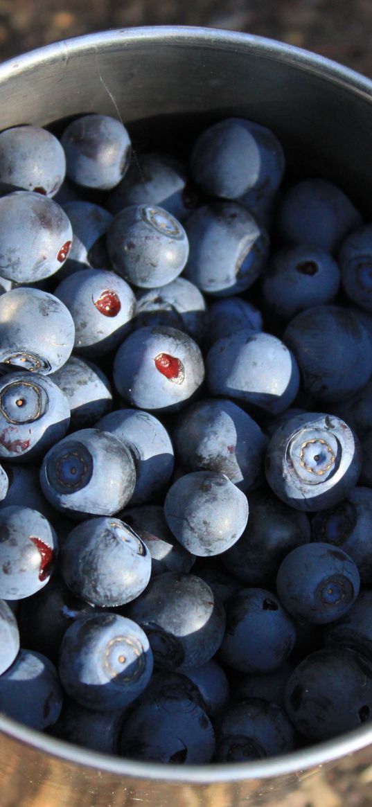 blueberries, berries, cup