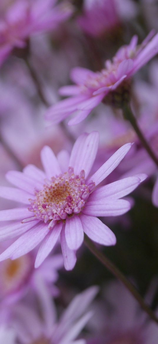 flowers, petals, close-up, blurred