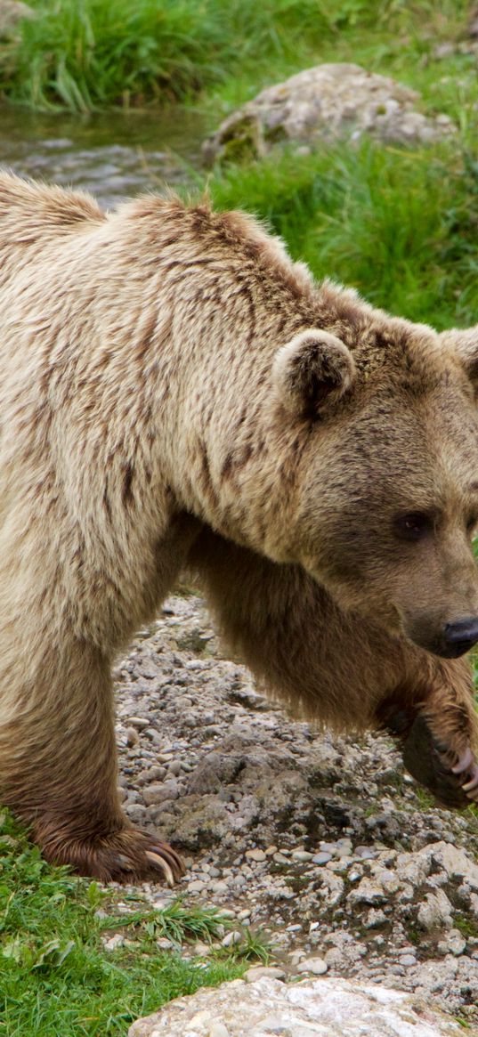 brown bear, siberian bear, walk