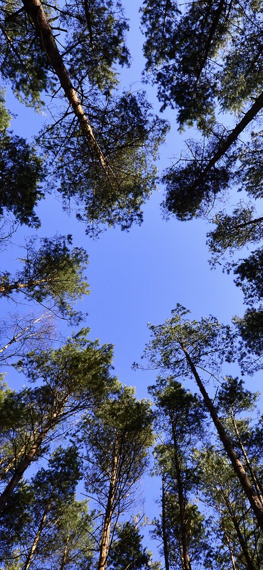 trees, sky, view from below