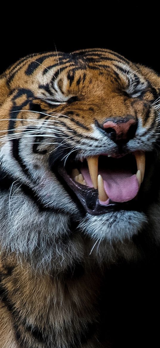 tiger, smile, predatory, teeth