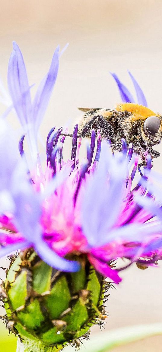 bee, flower, pollination