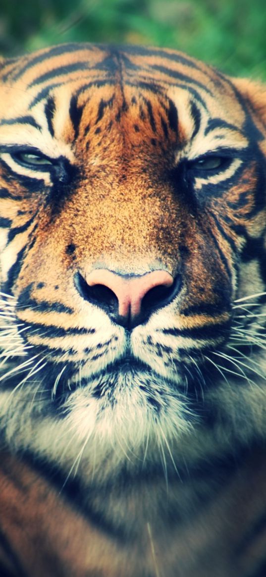 tiger, predator, muzzle, eyes, squint