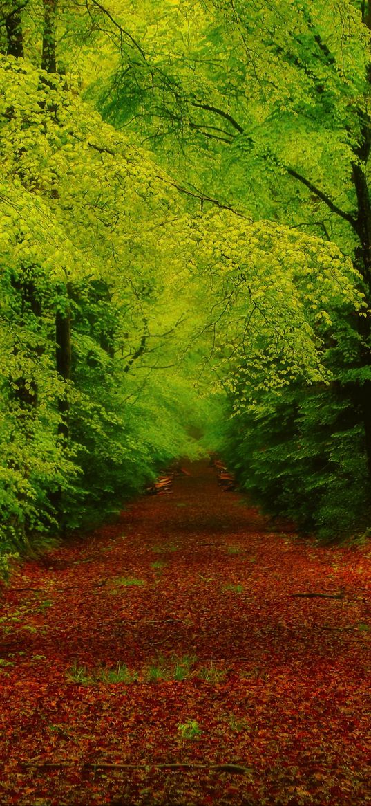 forest, trees, pathway