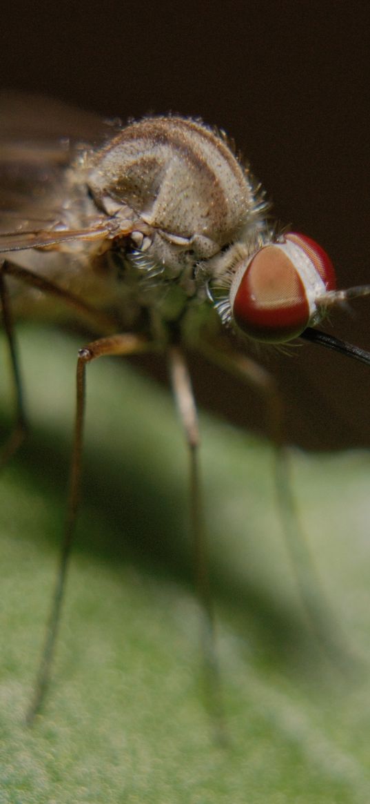 mosquito, insect, legs, close-up