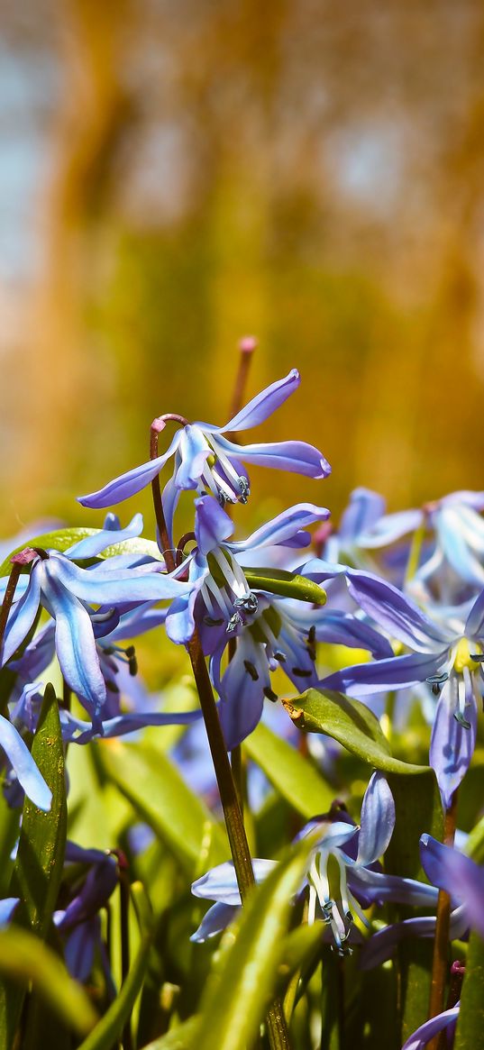 bells, flowers, macro