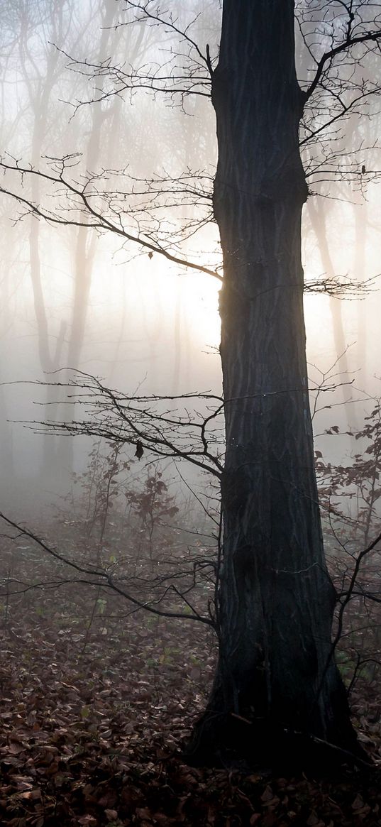 hungary, trees, fog, autumn