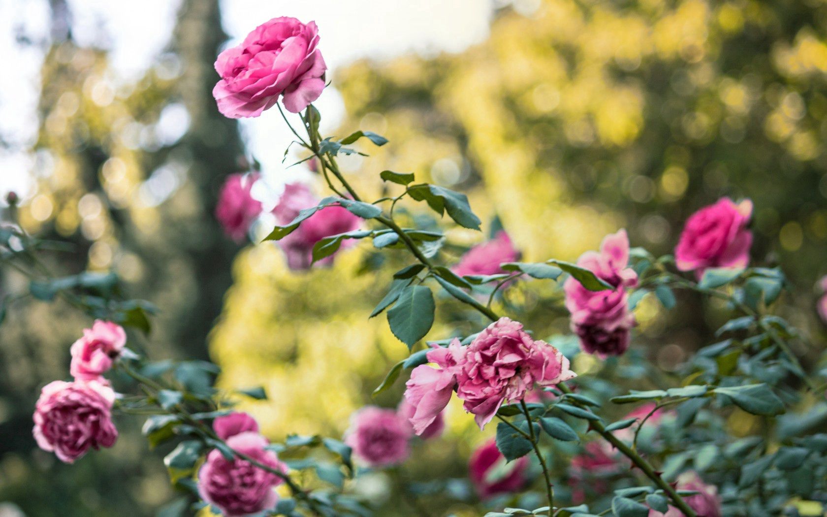 rose, bush, flower buds