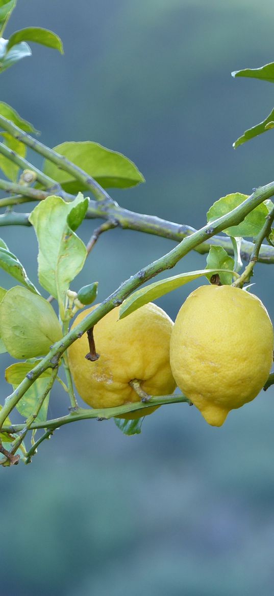 lemons, fruit, tree, branch