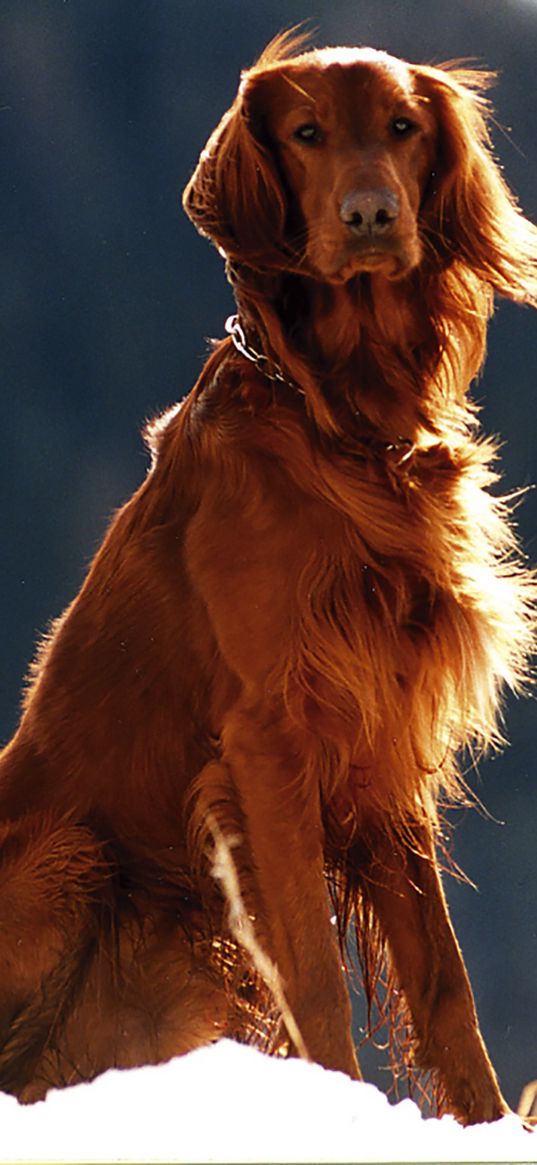 setter, dog, snow, wind