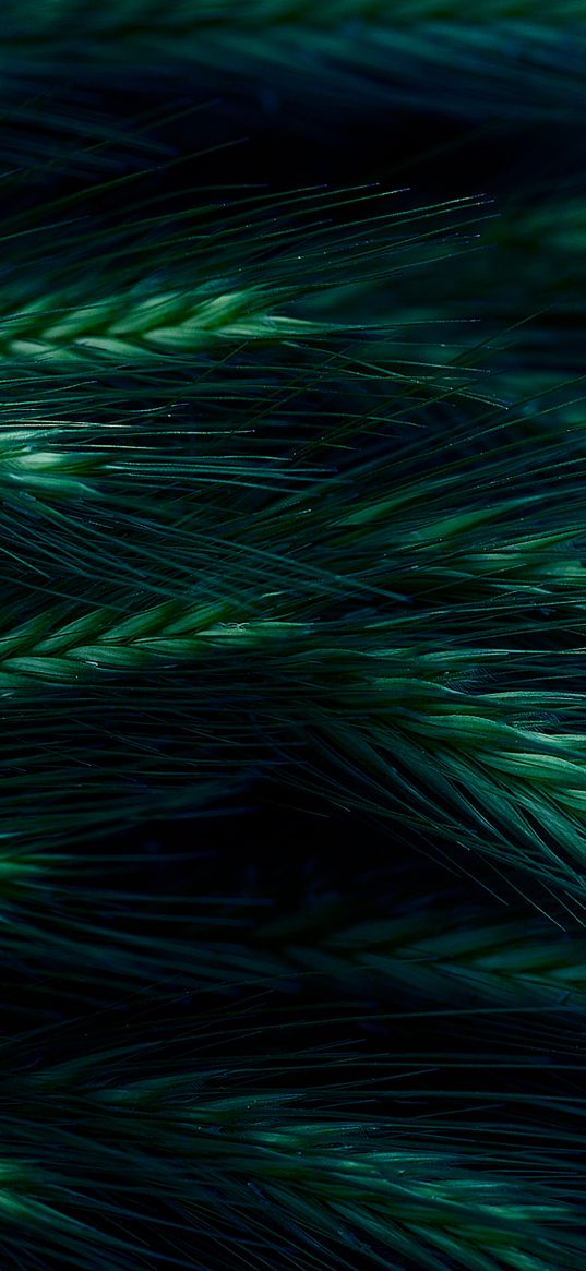 spikelet, grass, dark