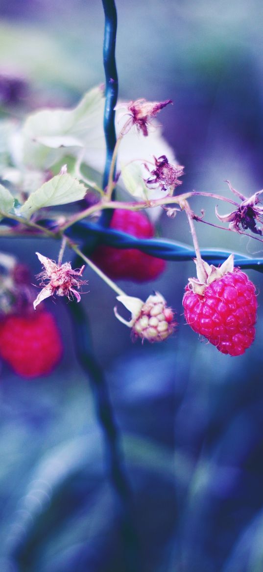 raspberries, berries, petals, close-up