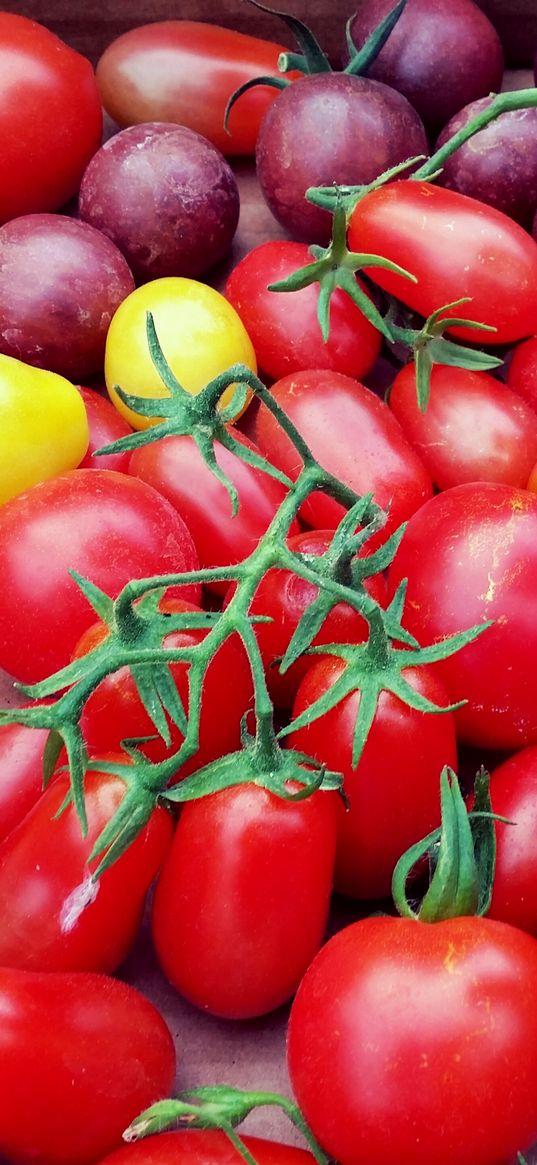 tomatoes, cherry, vegetables, variety