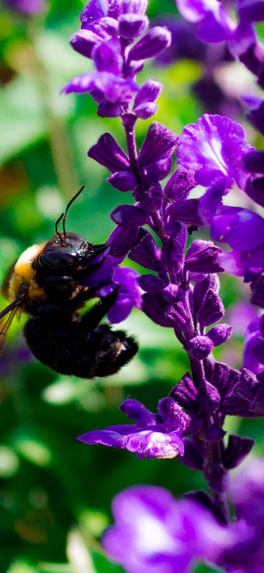 bee, flowers, macro, pollination