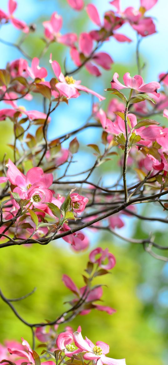 tree, flower, bloom, branch