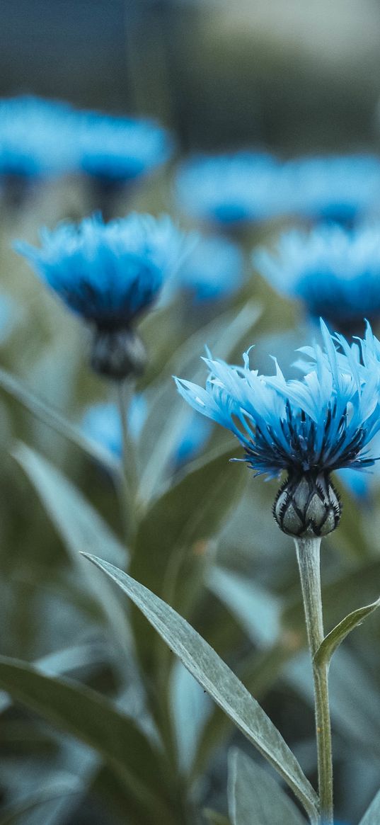 flowers, field, flower buds