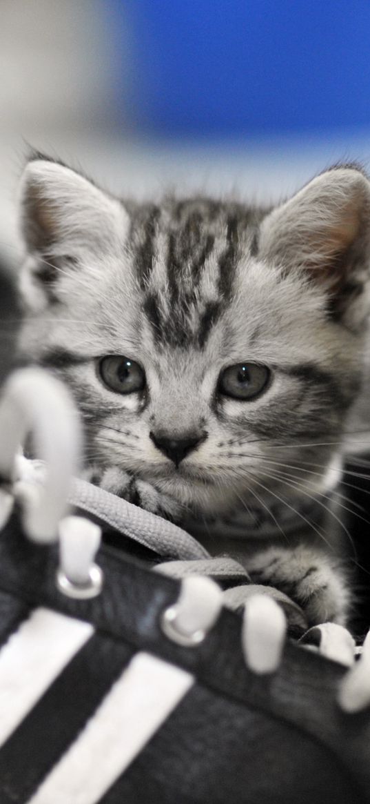 kitten, sneakers, gray