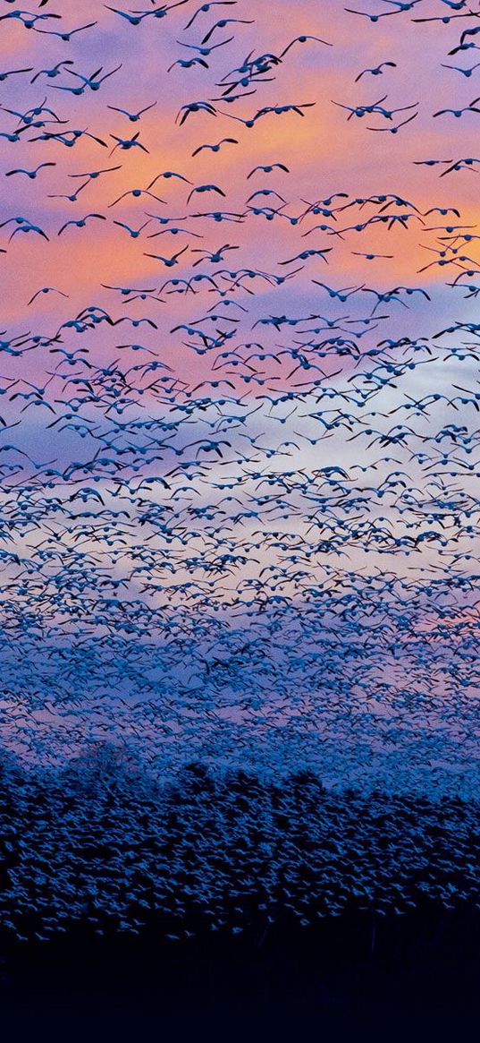 saint francois, quebec, canada, bird, flock, flying