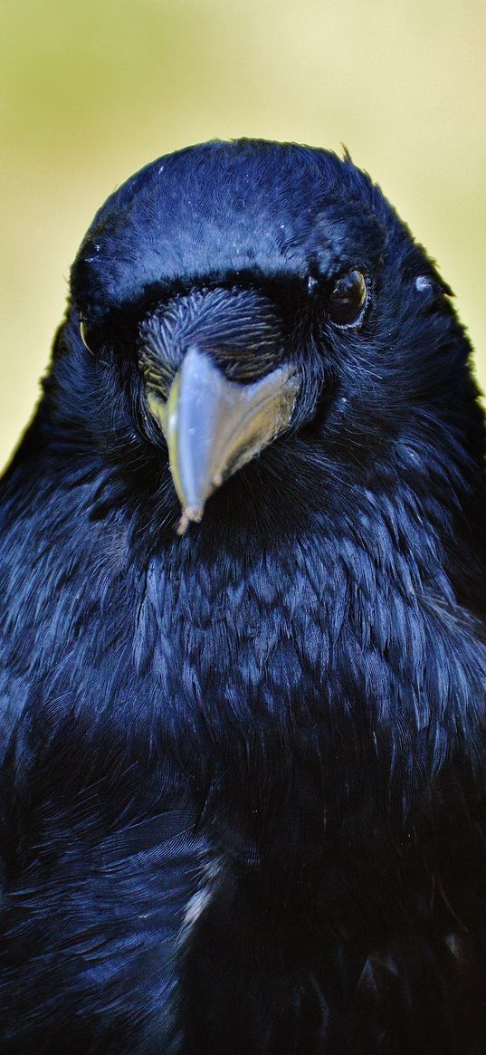 raven, bird, beak