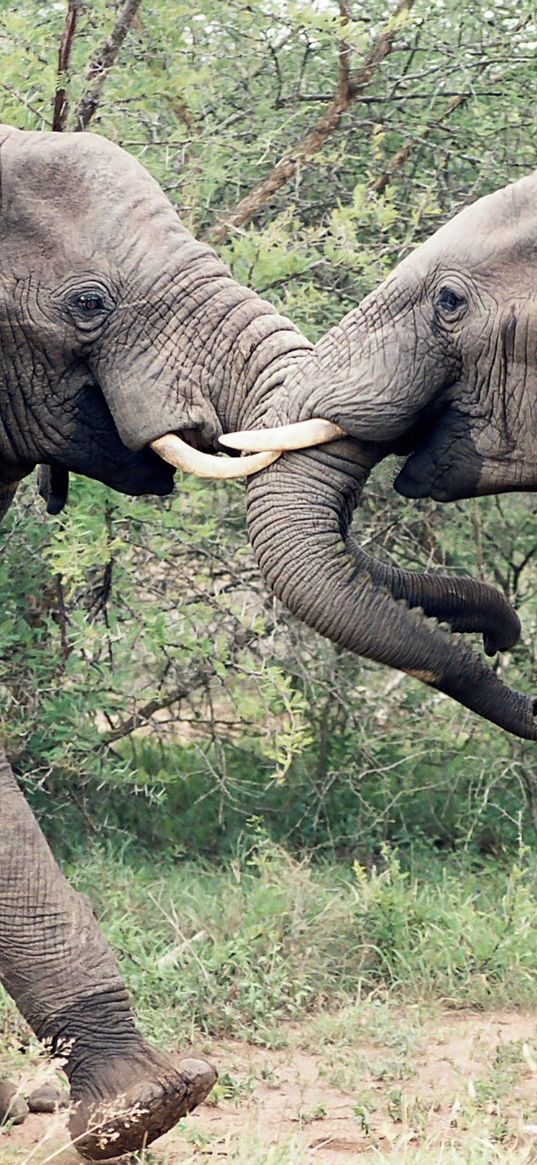 elephants, couple, trunk, fighting