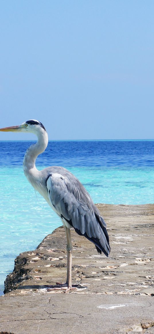 heron, sea, ocean, bird